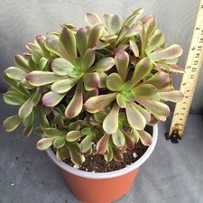 Aeonium Ou Link crested form 