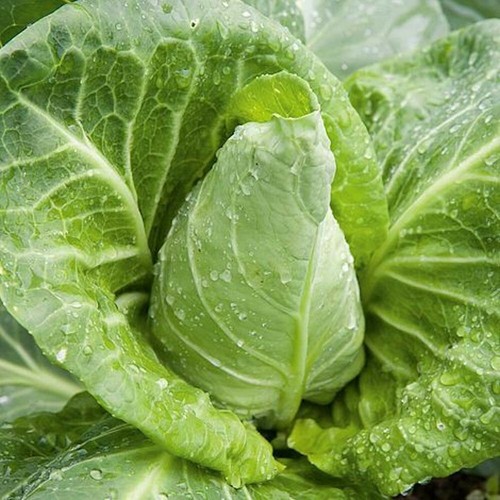 Cabbage durham early - 🌼,