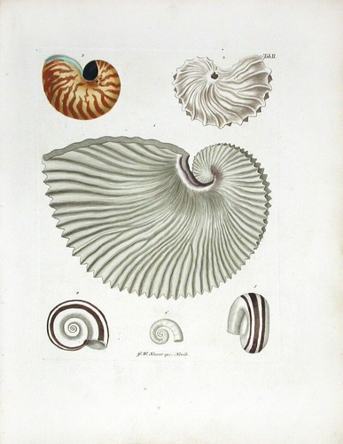 1757 george wolfgang knorr sea - 1757,