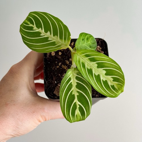 Maranta leuconeura lemon - leuconeura, 'lemon