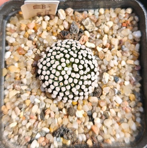Mammillaria luethyi - mammillaria,
