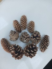 15 mixed Large Pine cones