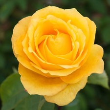 Dutch Gold Rose Plant