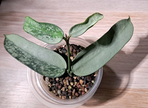 Hoya pandurata tsiang - tsiang, "silver"