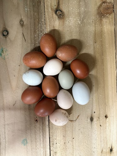 Fertilised hens chicken - fertilised, hens/
