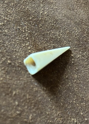 Very rare ivory antique carrot - ivory,