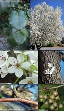 Pyrus Calleryana. Callery pear . Chinese pear. 5 seeds