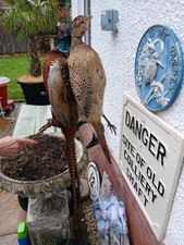 Taxidermy Common Ringneck