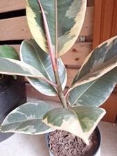 Rubber Plant Ficus elastica