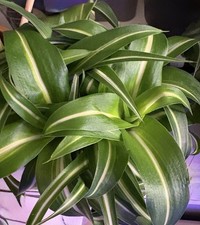 Chlorophytum comosum Ocean