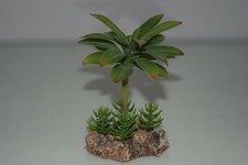 Vivarium desert plant with - vivarium,