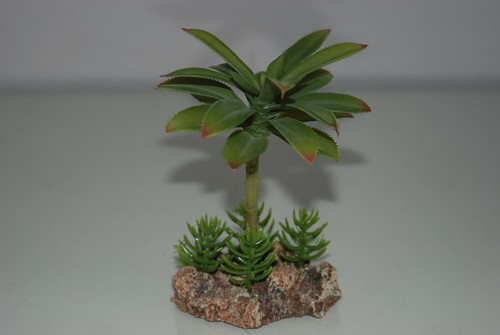 Vivarium desert plant - vivarium,