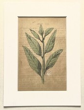 BAY TREE - c. 1856 Mounted