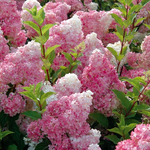 Hydrangea paniculata vanille - hydrangea,