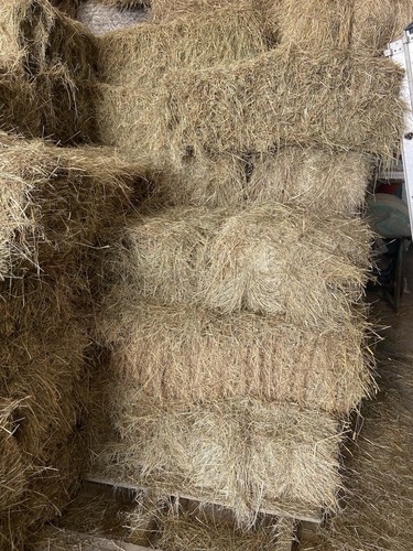 Conventional square bale - conventional, of