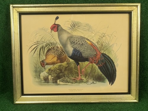 Vintage siamese crested - vintage,