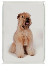 SOFT COATED WHEATEN TERRIER