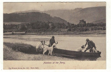Postcard Pointers at the Ferry Posted 1904 Dogs Transport