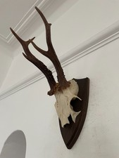 Mounted Antlers of a  Roe Deer