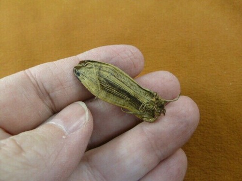 Catshark cat - 1-1/2",