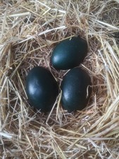 Three Freshly Laid Emu Eggs