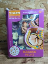 New 4D Human Anatomy Pregnancy Pelvis Anatomy Model