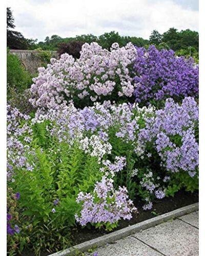 Campanula lactiflora new - campanula,