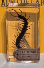 Scolopendra Venomous Centipede Specimen Harry Potter by Trunk of Requirements