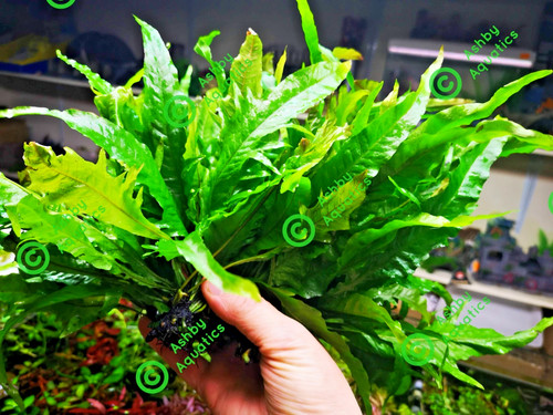 Java fern microsorum pteropus - microsorum,