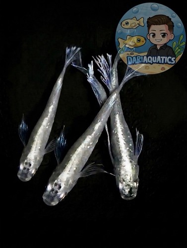 Seraphim kiss longfin - seraphim,