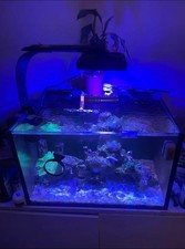 Marine reef aquarium fishtank - reef,