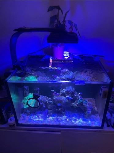 Marine reef aquarium - marine,