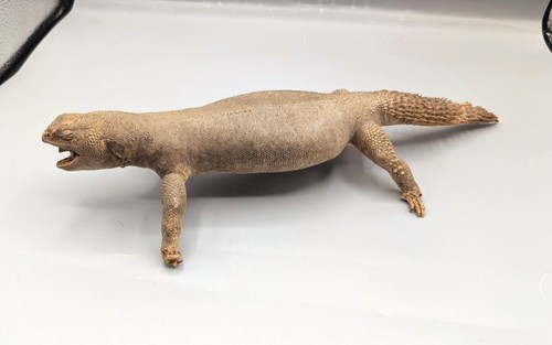 Taxidermy uromastyx skulls - taxidermy, uromastyx,