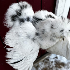 Silkie Hatching Eggs 12