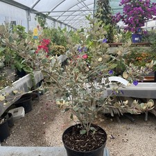 Correa Alba X Backhouseana -