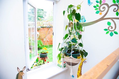 Philodendron scandens - philodendron,