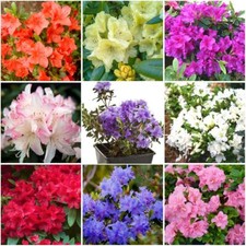 [x8] Dwarf Rhododendron AND