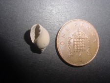 RARE Bartonian Eocene Tornatellaea simulata Acteonidae Lower Barton Beds England