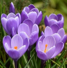 Crocus Vernus 'Grande Maitre'