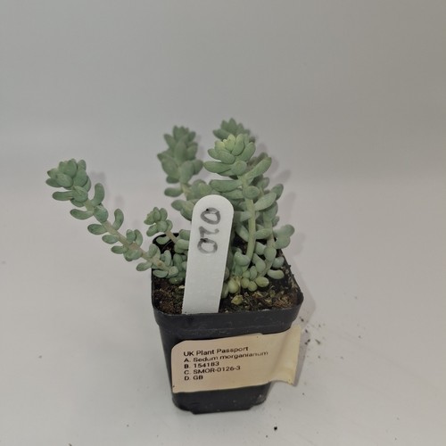 Sedum morganianum burro - sedum,