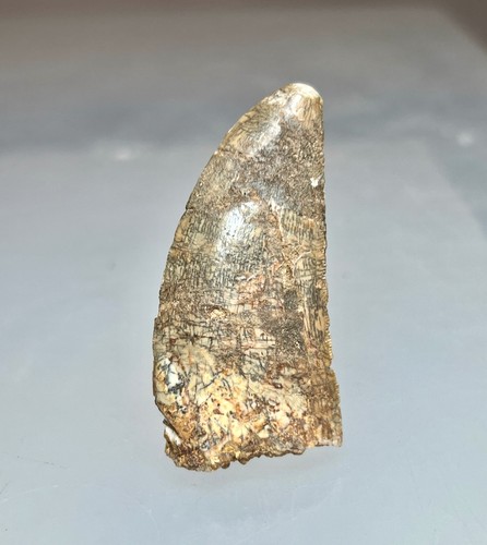 Original carcharodontosaurus - original,