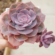 Winter Clearance - Echeveria