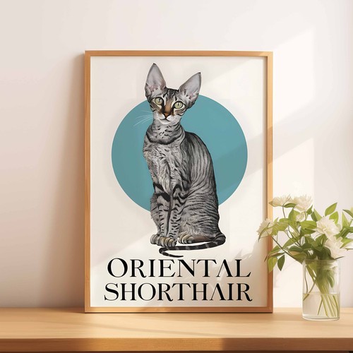 Oriental shorthair cat - shorthair,