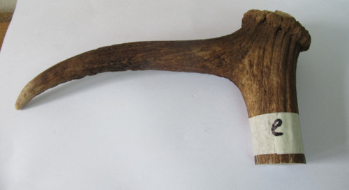 Red deer stag antler coronet - stag,