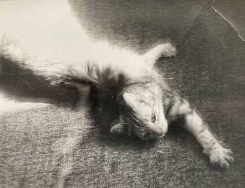 Snapshot beautiful cat kitten - snapshot,