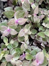 5 x Pink Panther / Pink Lady Rooted cuttings  callisia repens 