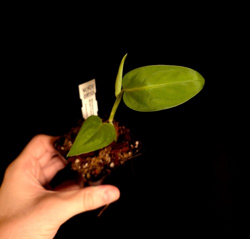 Monstera green velvet - sp.,