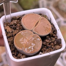 Exact Plant，2pcs Full Window Lithops lesliei C153, Living Stone