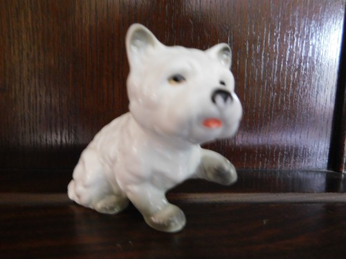 White westie scottish terrier - scottish,