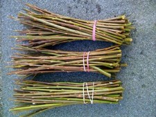 50 X 1ft. Goat Willow Cuttings (Living), For Nature, Biomass, Firewood,...